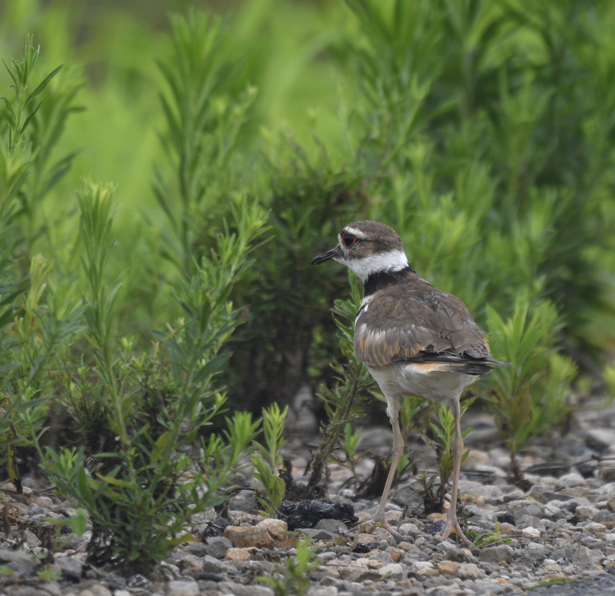 Killdeer - ML245983811