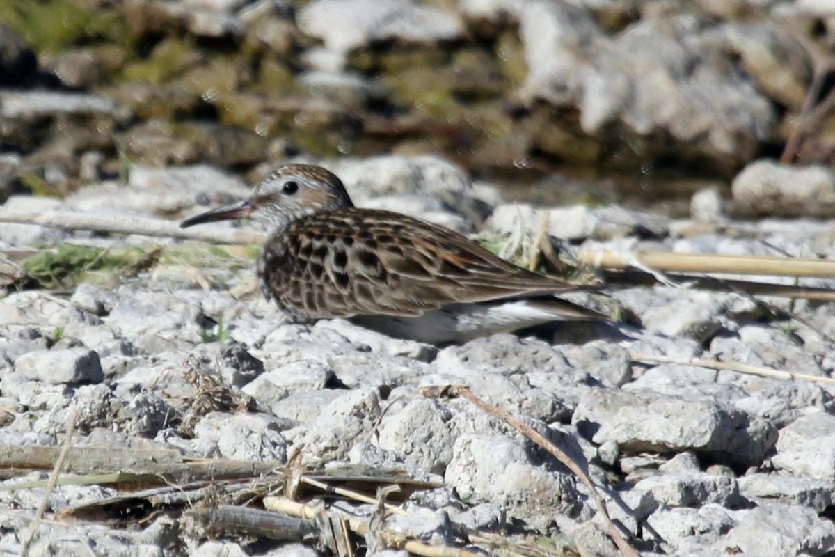 Weißbürzel-Strandläufer - ML245986761