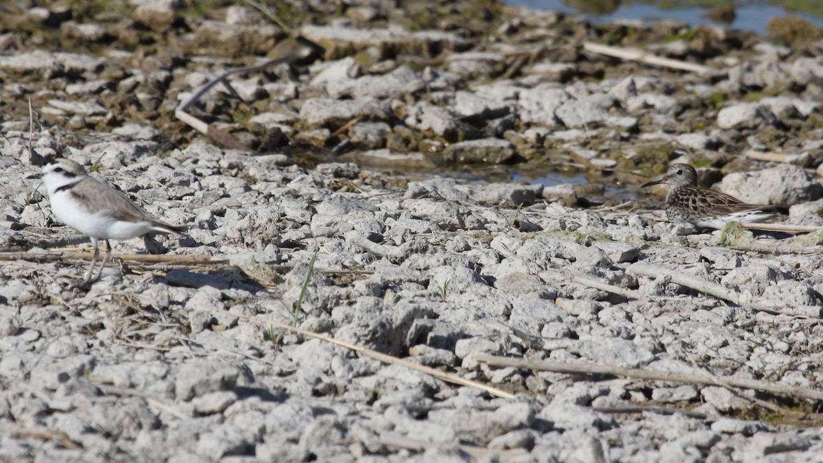 White-rumped Sandpiper - ML245987511