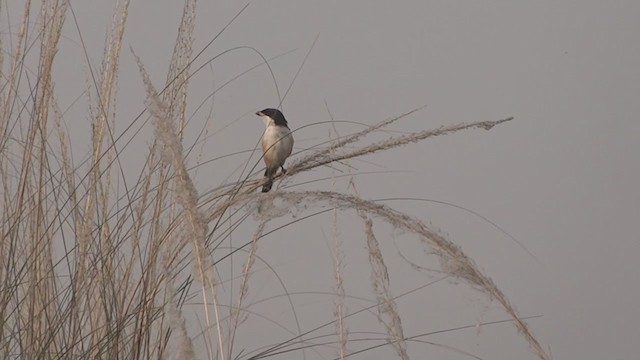 Long-tailed Shrike - ML245988451