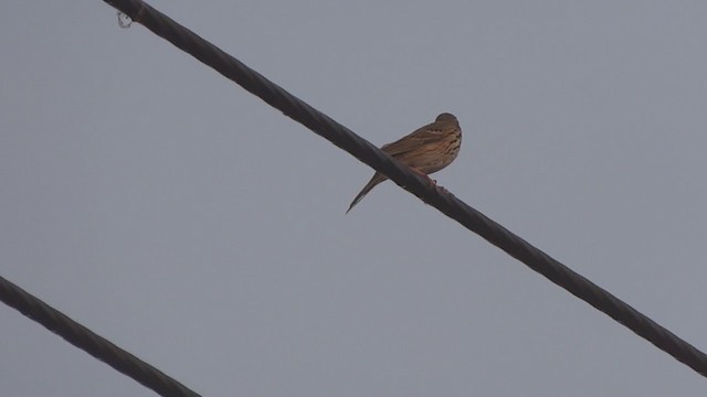 Olive-backed Pipit - ML245989561