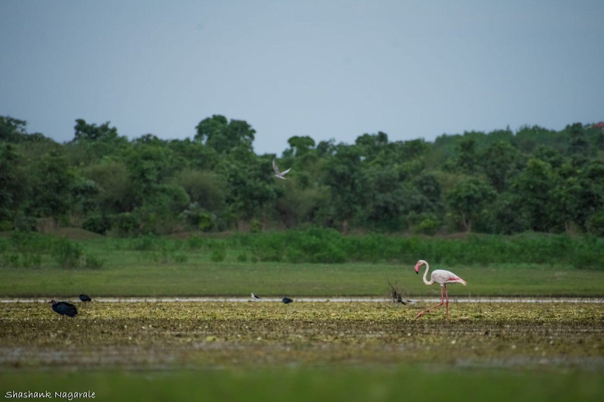 Greater Flamingo - Prashant Nikam Patil