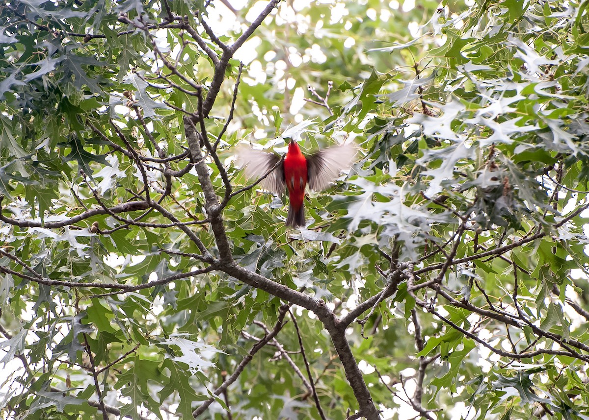 Scarlet Tanager - ML24598991