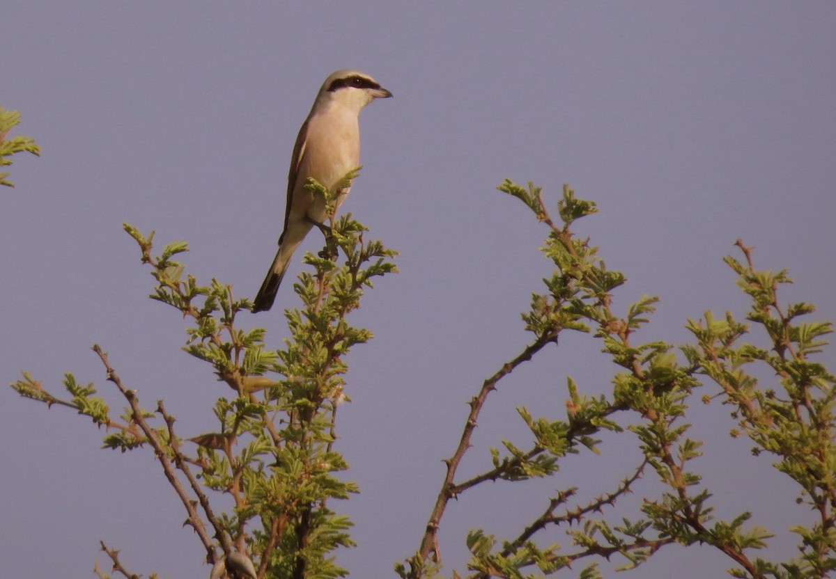 Red-backed Shrike - ML24599021