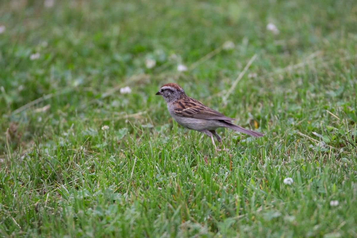 Chipping Sparrow - ML245991121