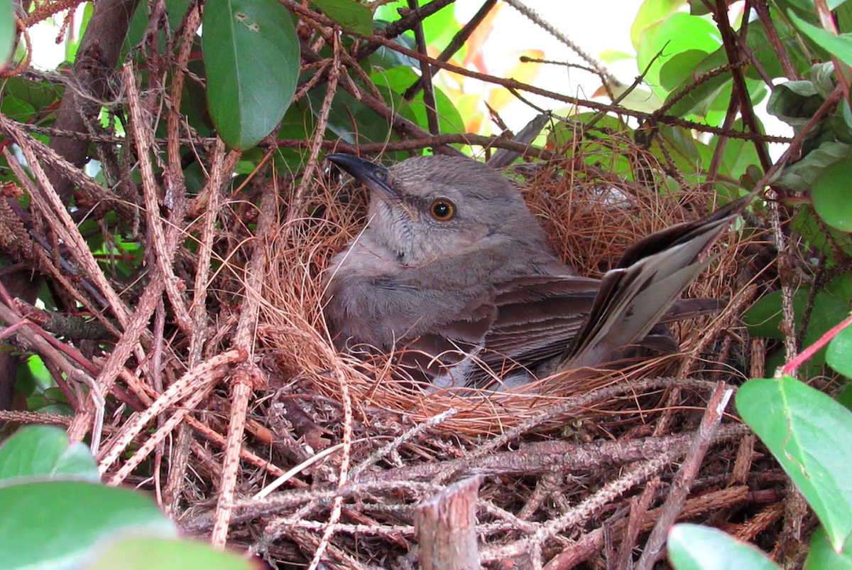 Northern Mockingbird - Allison Matlock