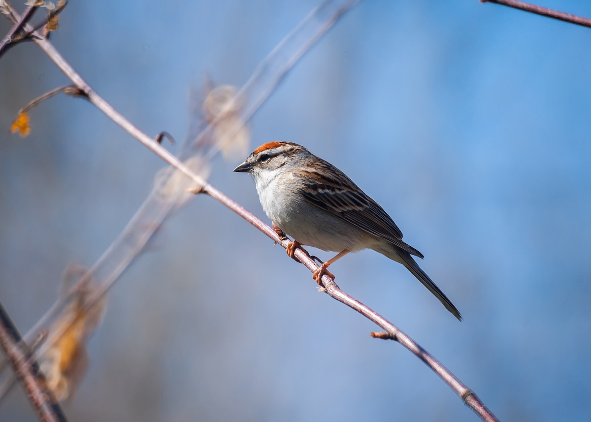 Chipping Sparrow - ML24599231