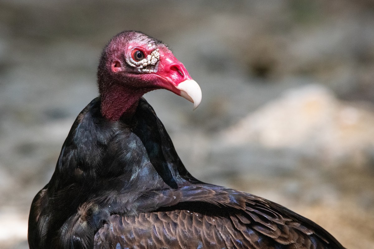 Turkey Vulture - ML245992701