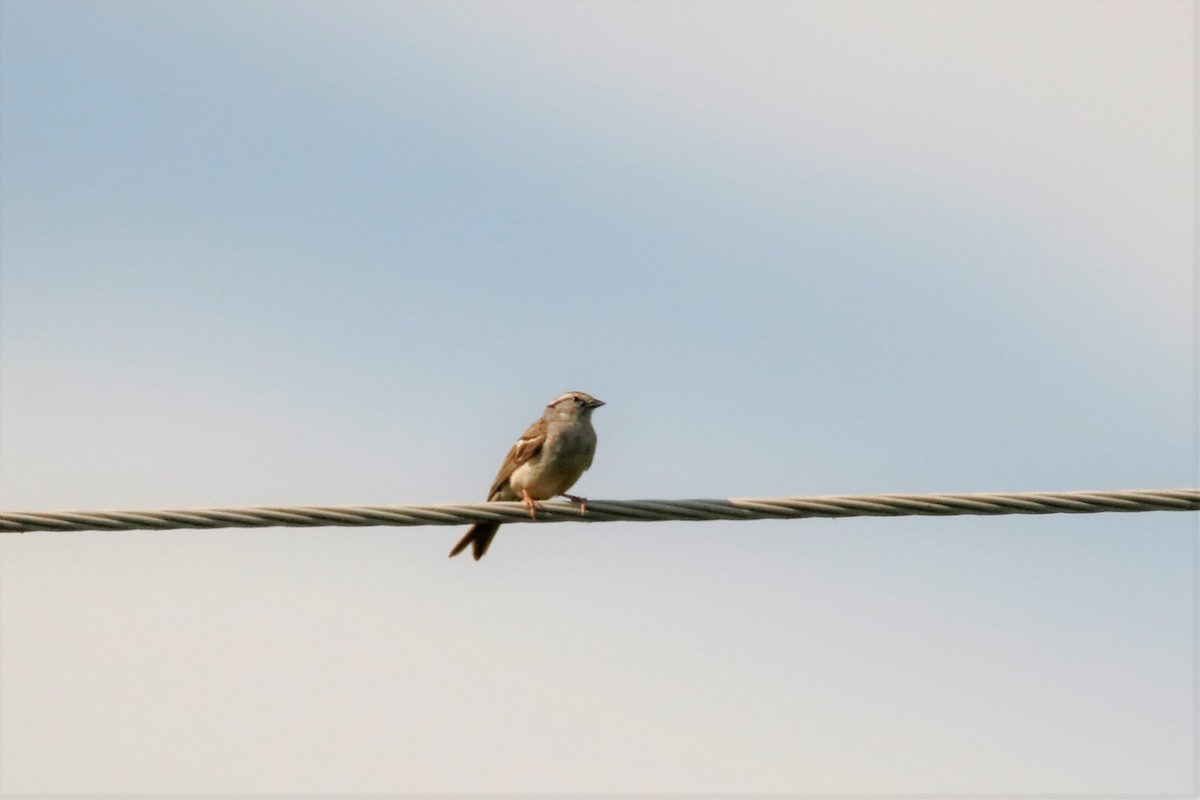 Chipping Sparrow - ML245992711