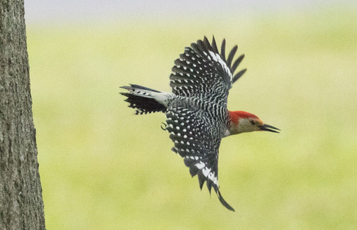 Red-bellied Woodpecker - ML245993851