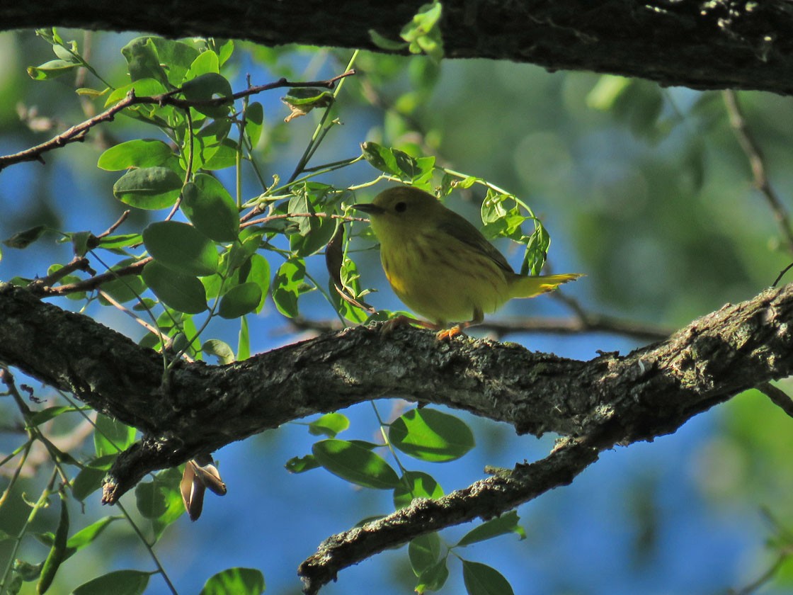 Yellow Warbler - ML245994251