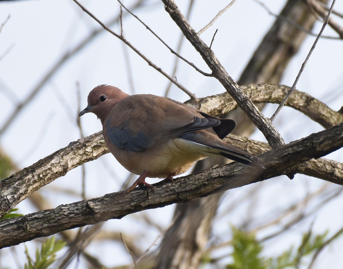 Laughing Dove - Dr Mohammed Umer  Sharieff