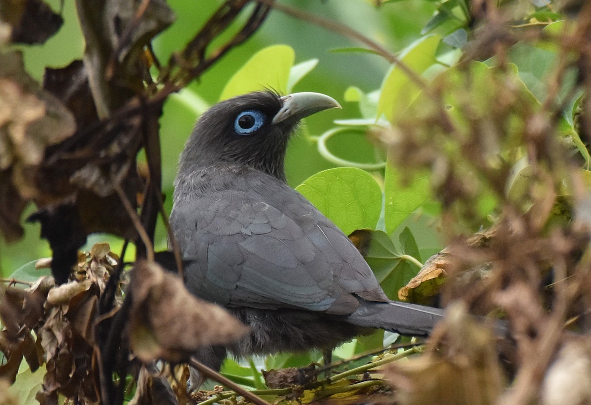 Blue-faced Malkoha - ML245994961