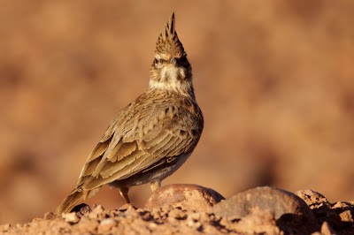 Thekla's Lark - Kris Webb