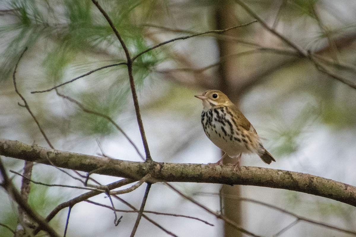 Ovenbird - Jesse LeBlanc