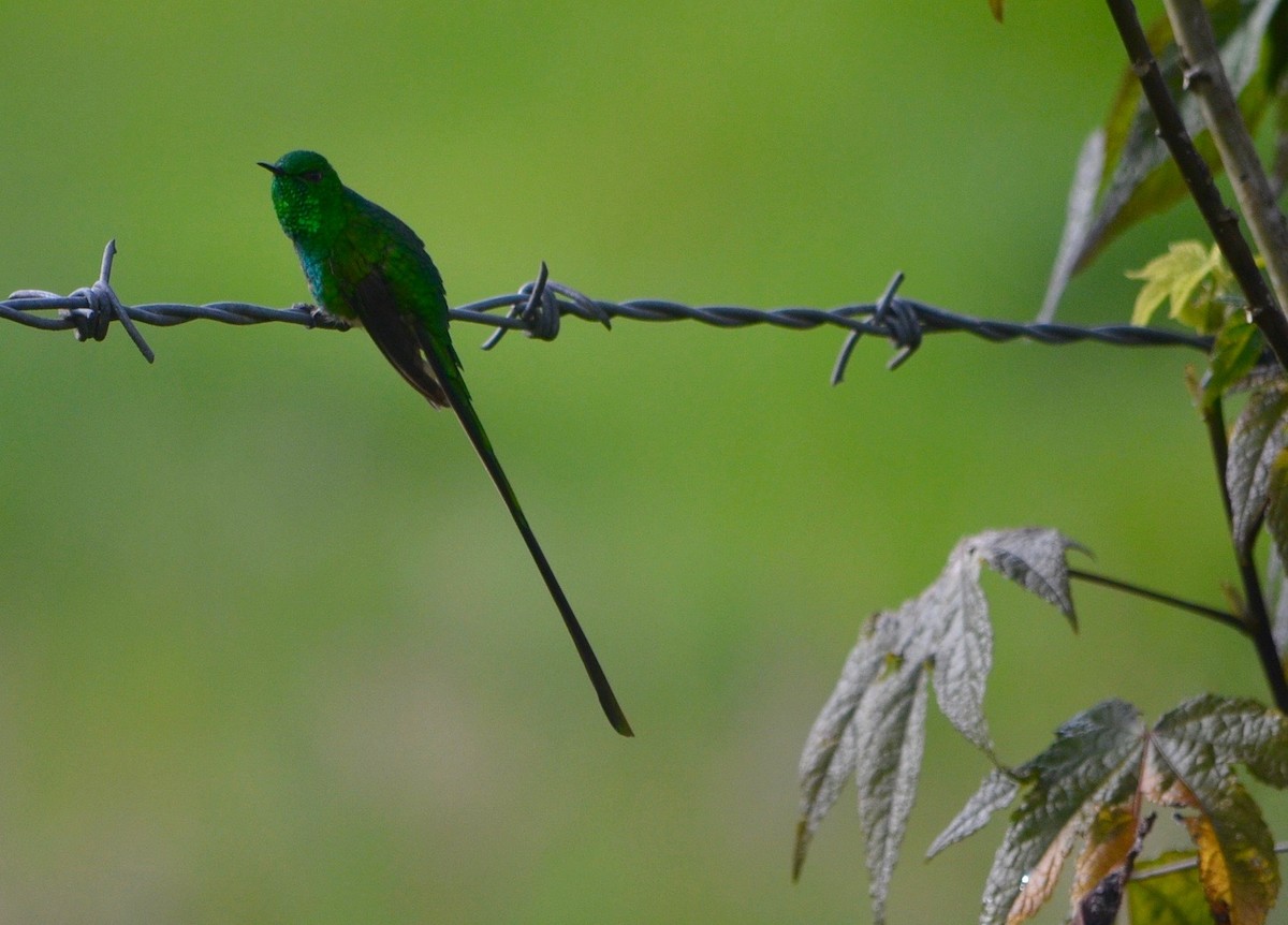 Green-tailed Trainbearer - ML245997141