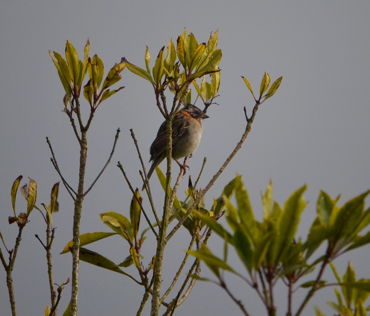 Rufous-collared Sparrow - ML245997201