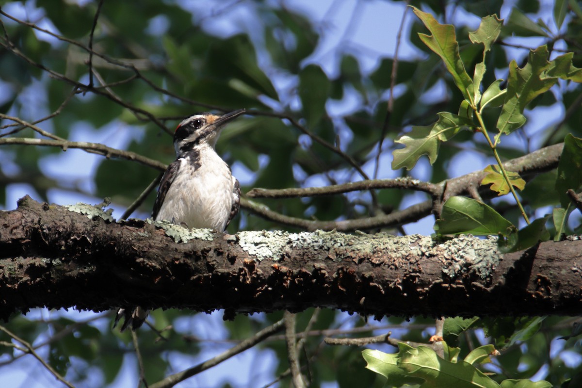 Hairy Woodpecker - ML245997511