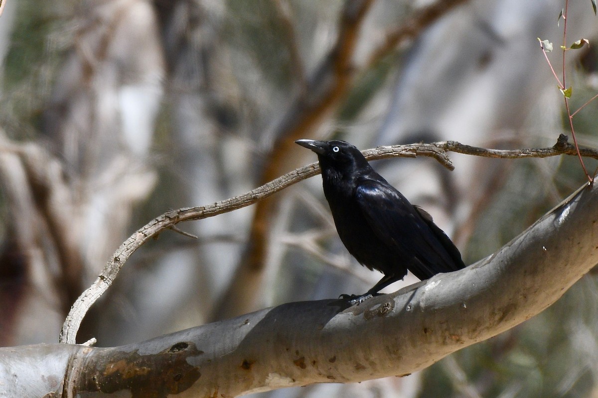 Little Raven - Jacques Erard