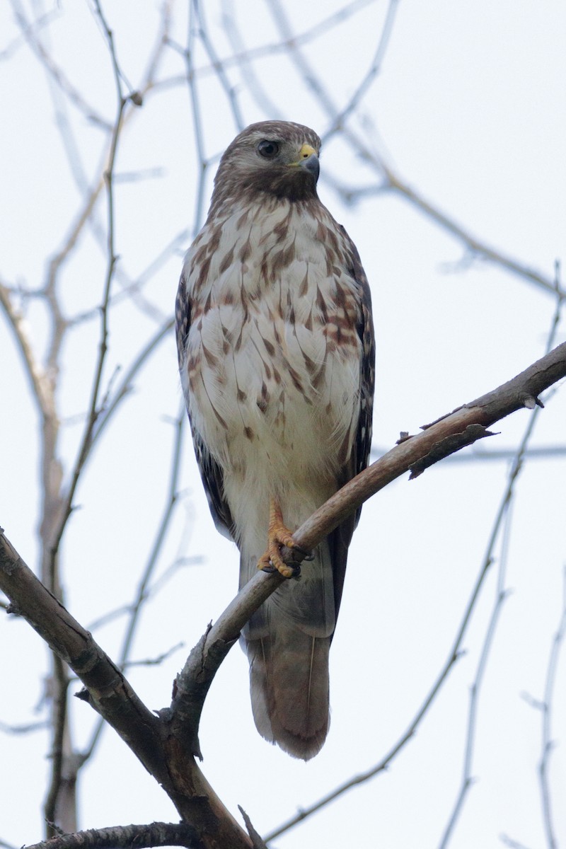 Red-shouldered Hawk - ML245997671