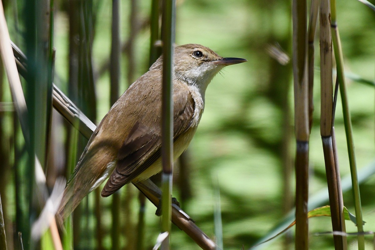 Australian Reed Warbler - Jacques Erard