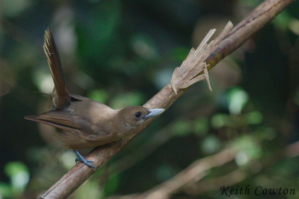 Southern Shrikebill - Keith Cowton