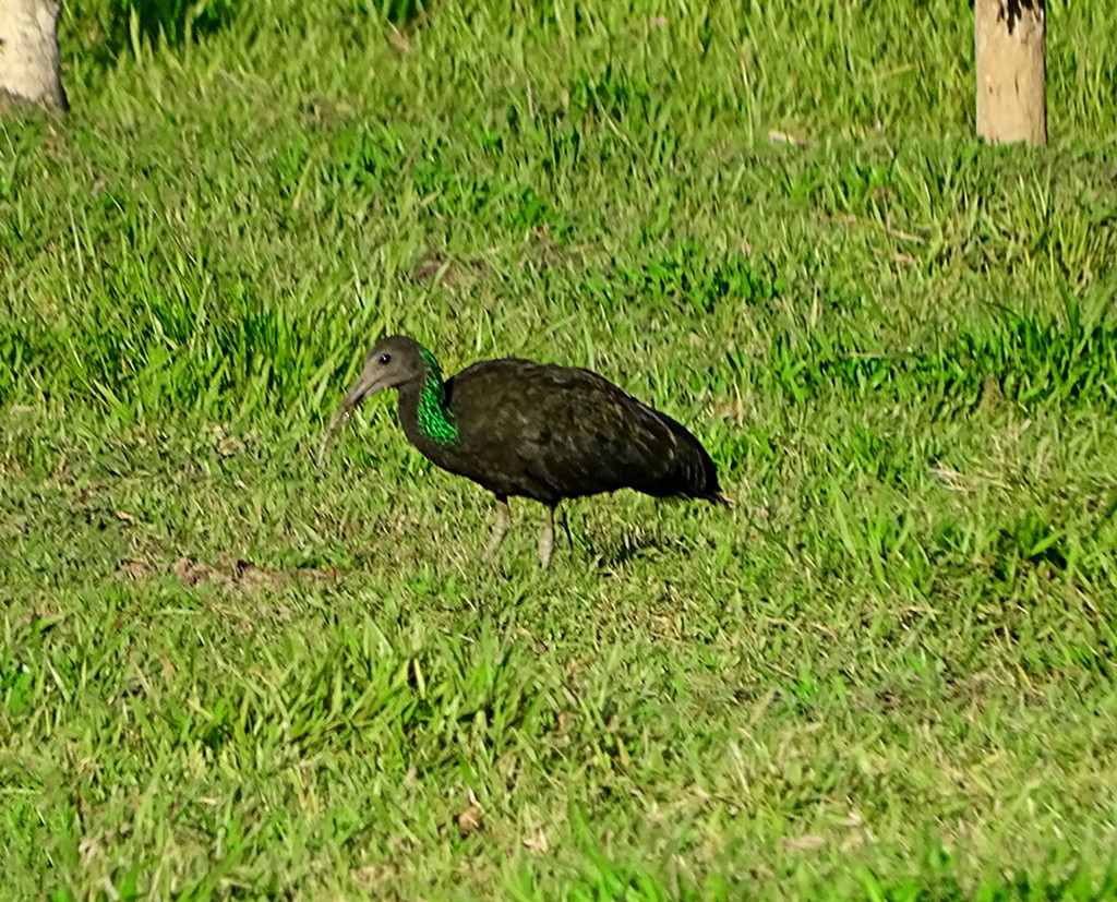 ibis zelený - ML245998681