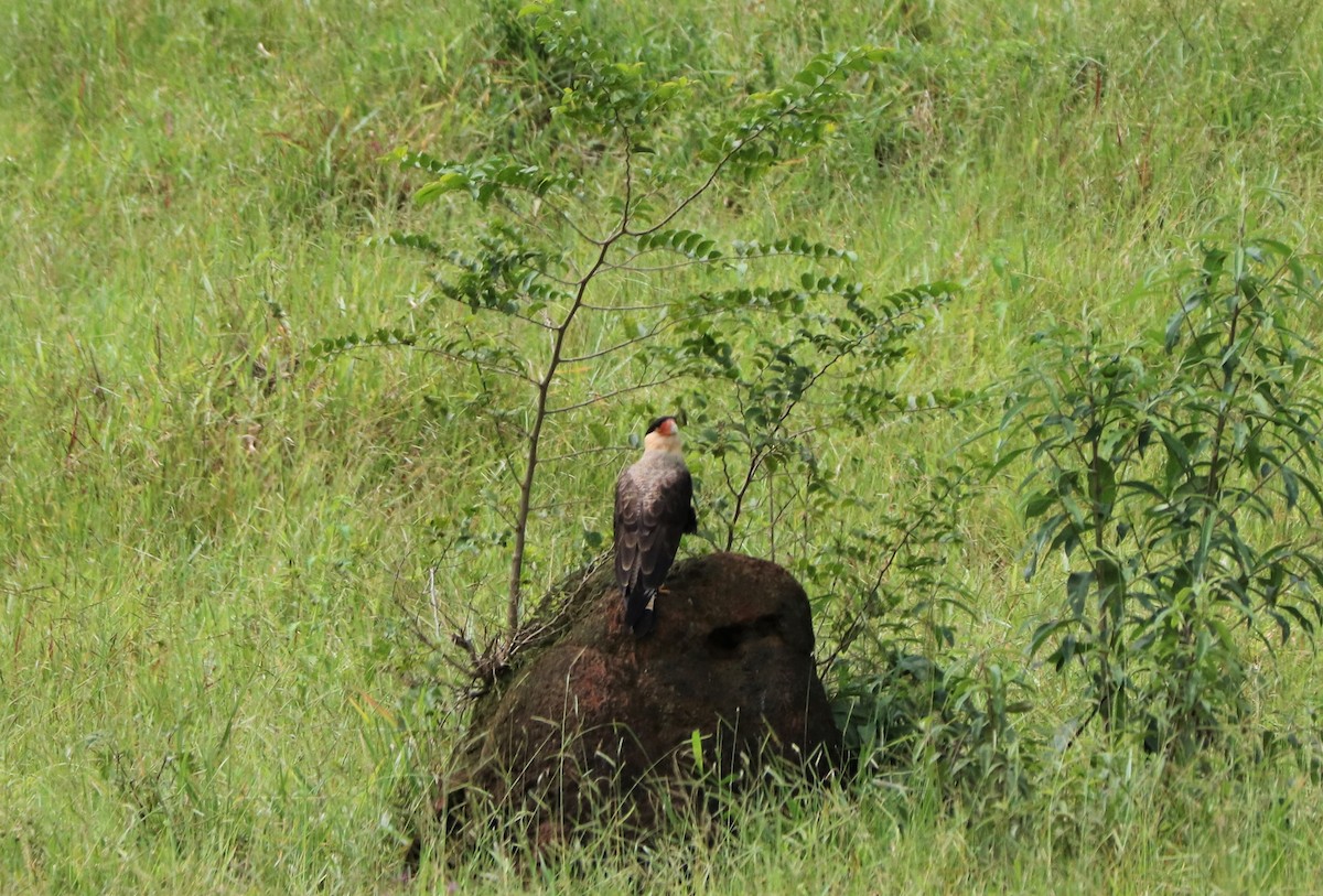 Crested Caracara (Southern) - ML245998901