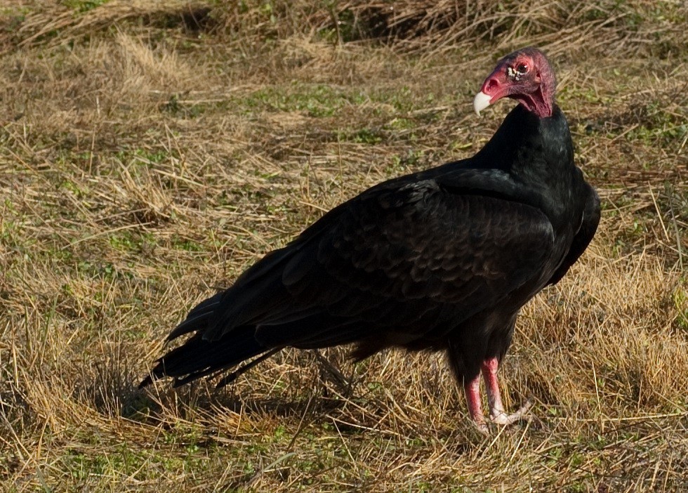 Turkey Vulture - ML245999691