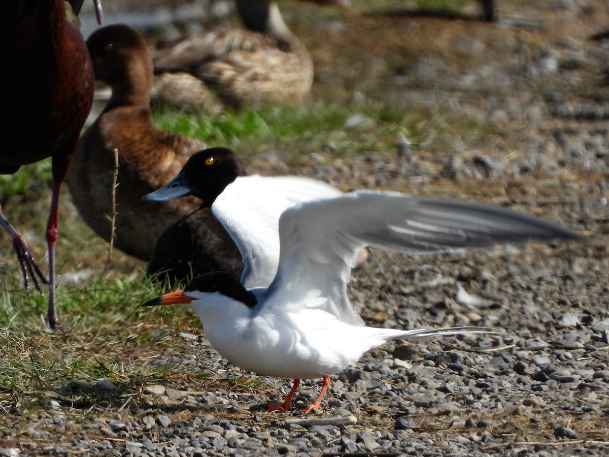 Forster's Tern - Richard Klauke