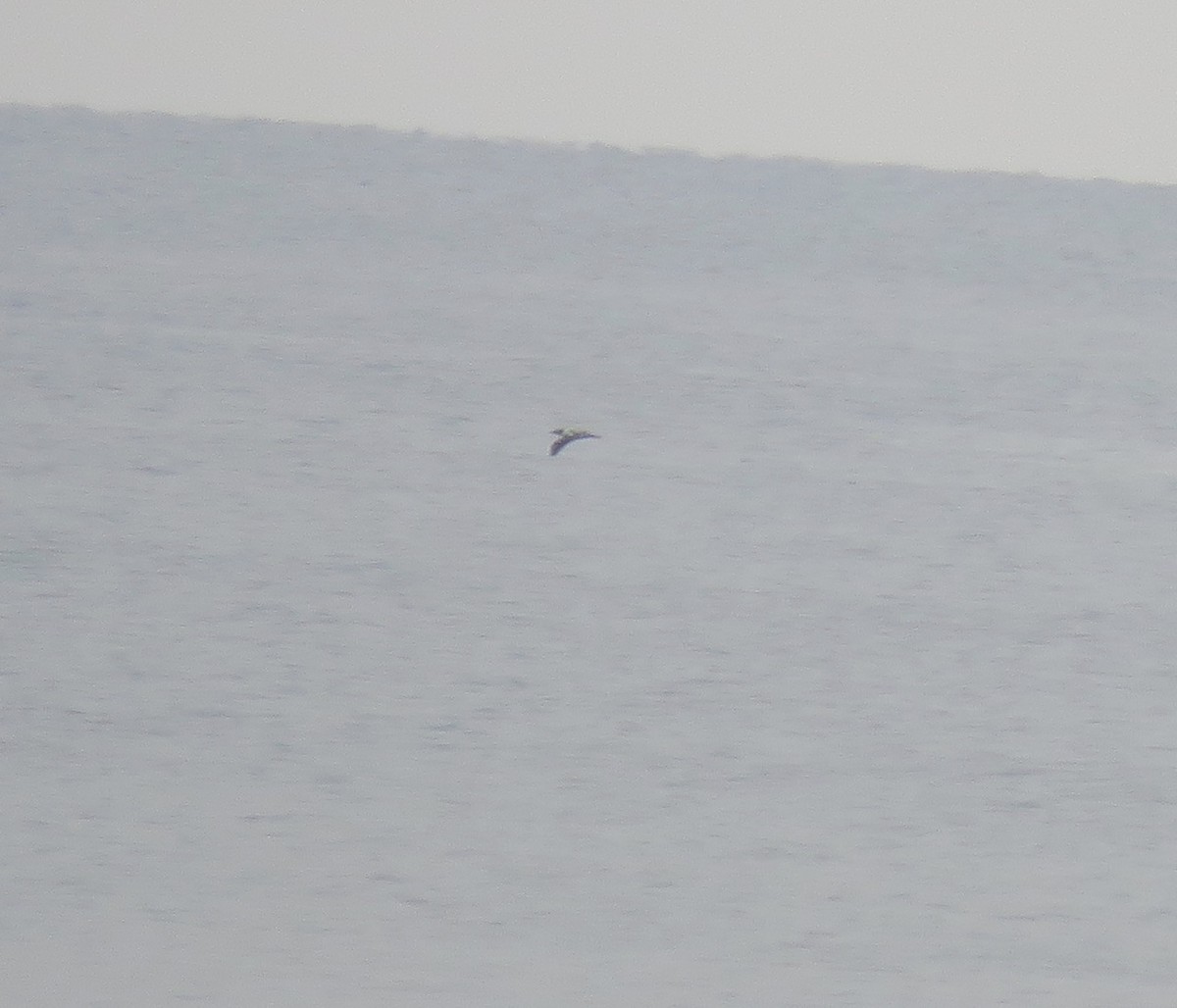 Masked Booby - ML246003901