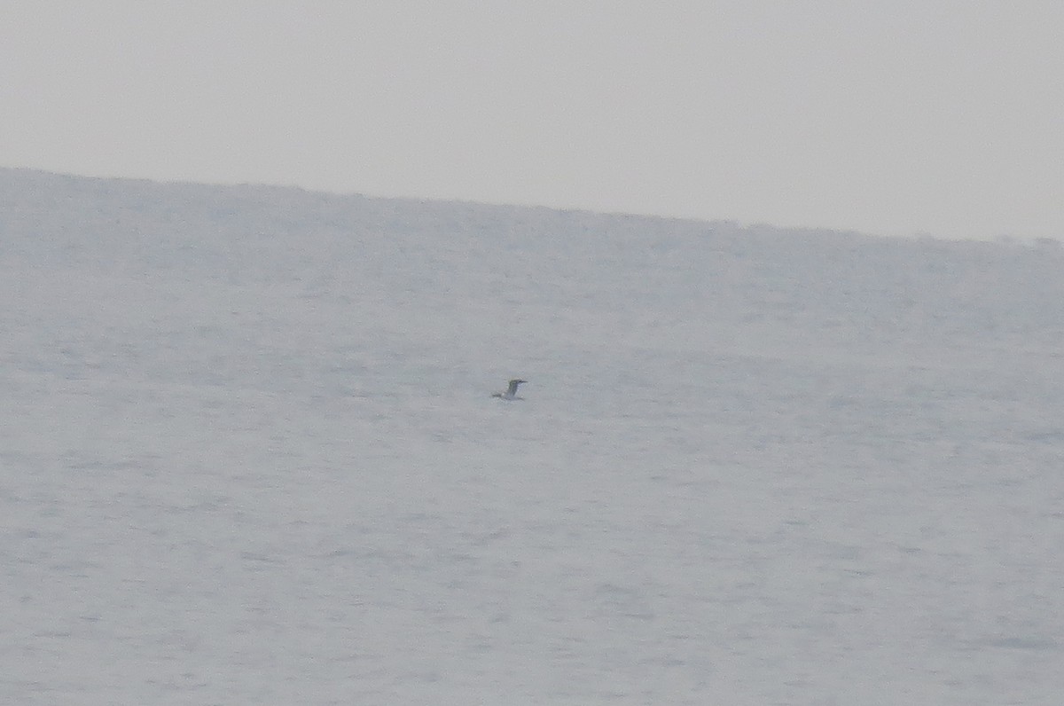 Masked Booby - ML246003921