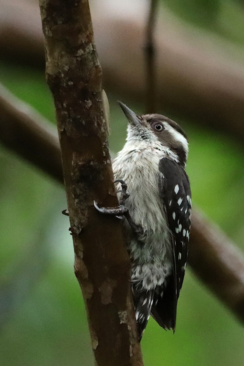 Brown-capped Pygmy Woodpecker - ML246004721