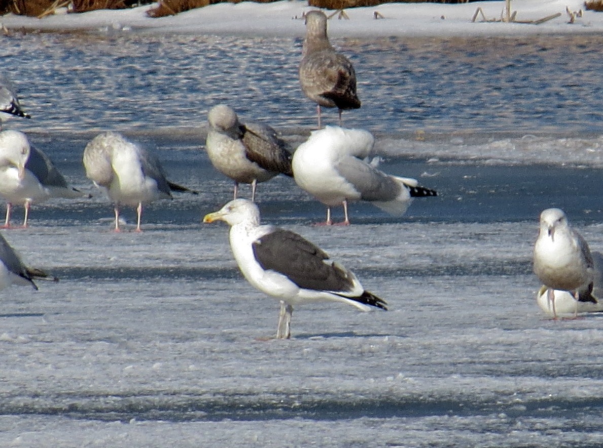 Kelp x American Herring Gull (hybrid) - ML24600841