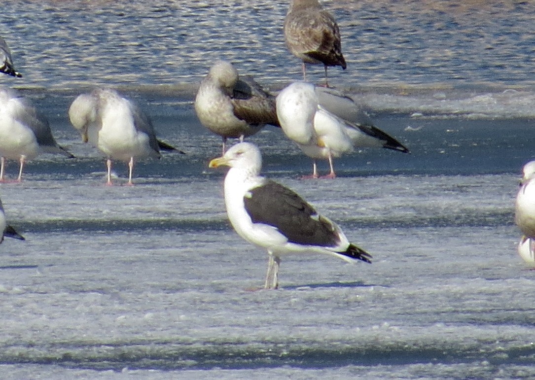 Kelp x American Herring Gull (hybrid) - ML24600861