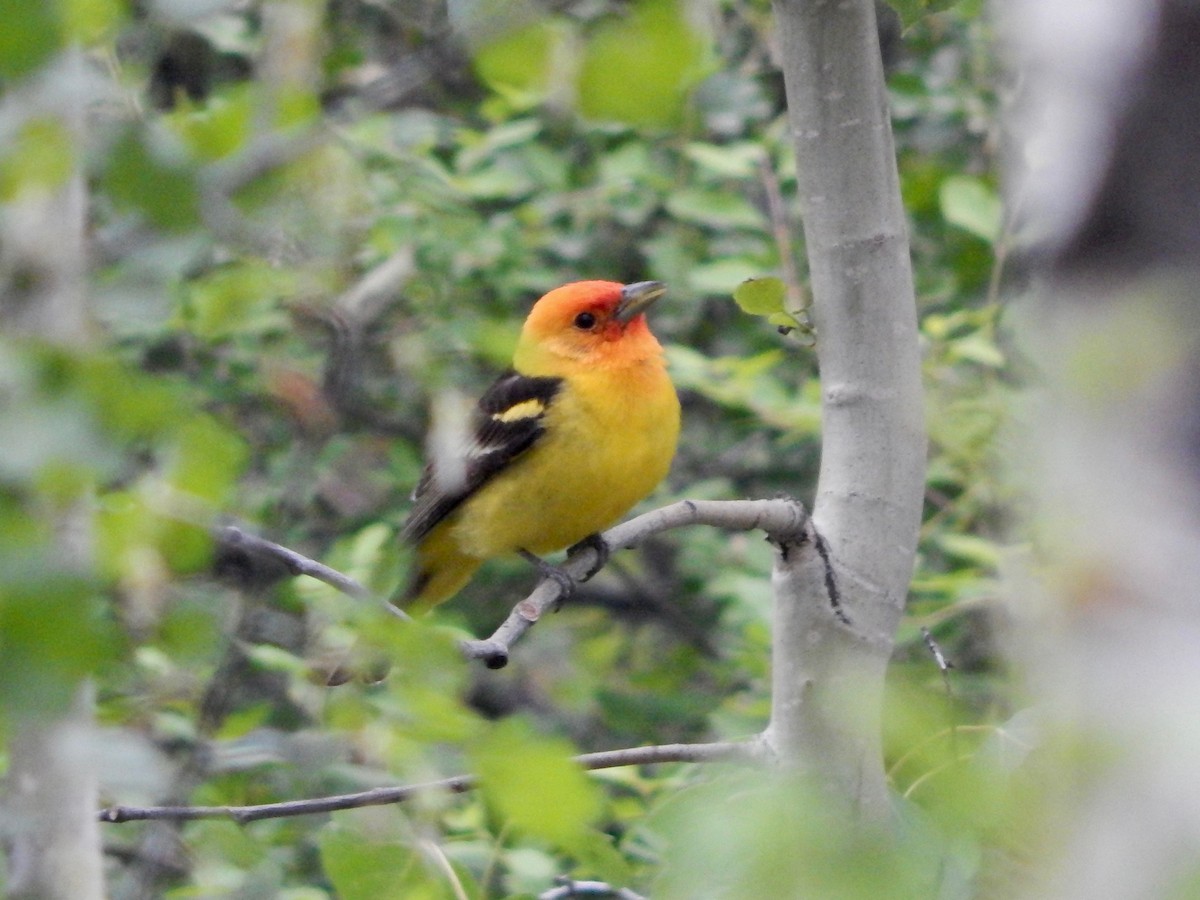 Western Tanager - ML246008621