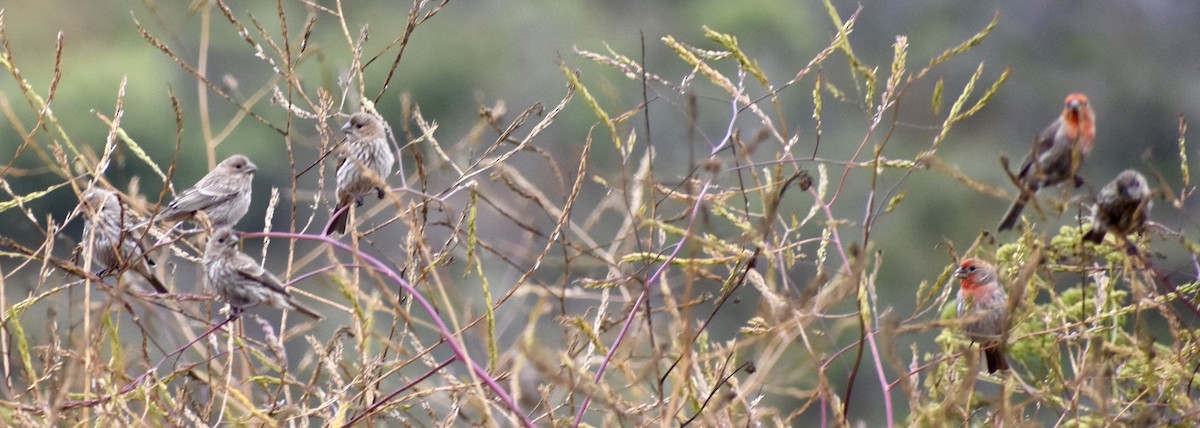 House Finch - ML246009041