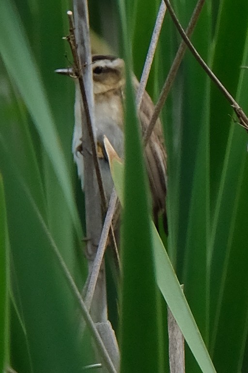 Sedge Warbler - ML246009991