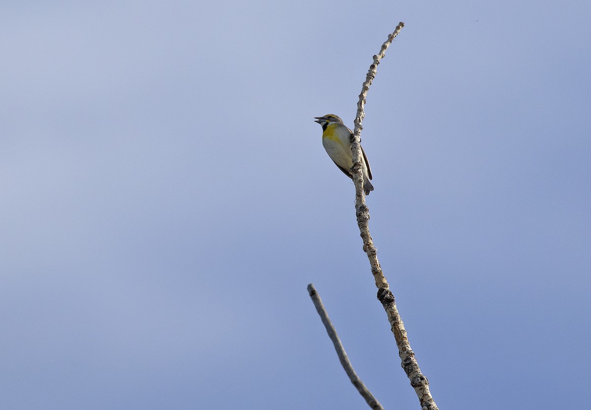 Dickcissel - ML246010111