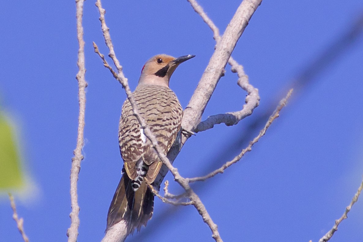 Northern Flicker - ML246011201