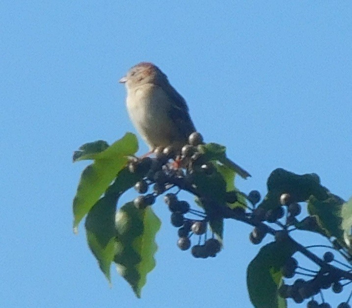 Field Sparrow - ML246012391