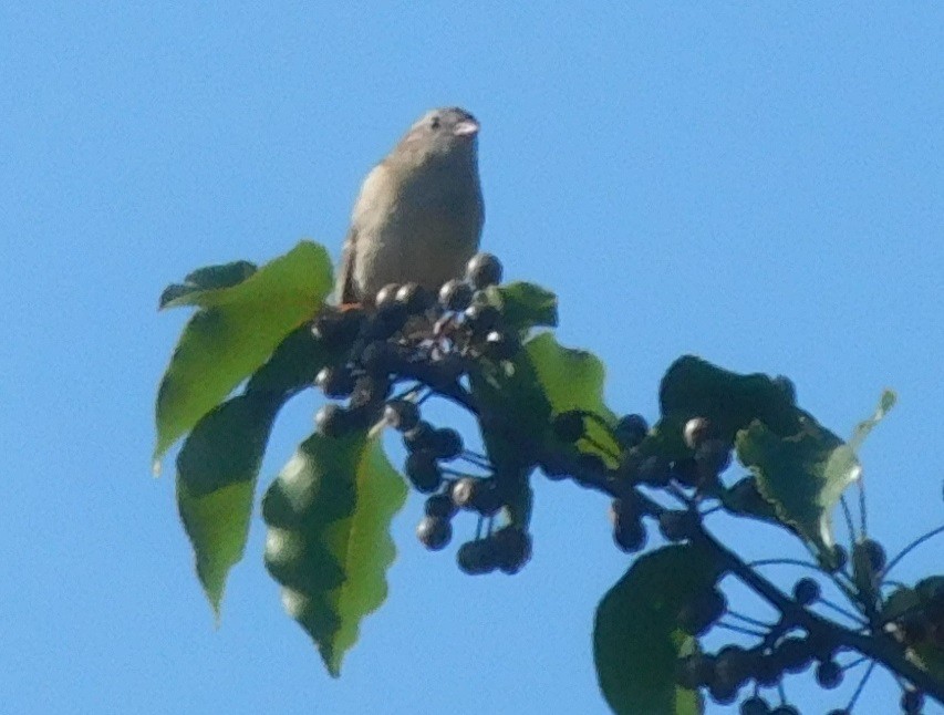 Field Sparrow - ML246012401