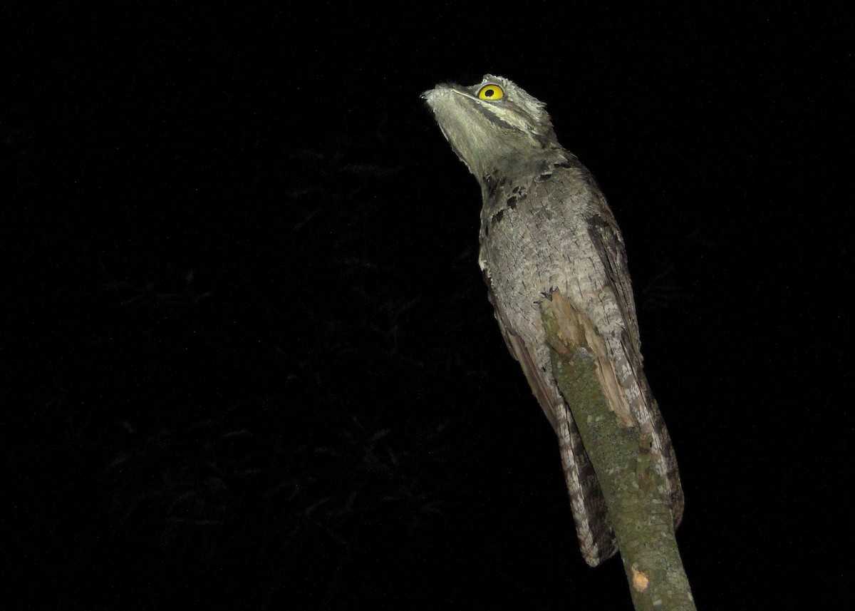 Common Potoo - ML246013361