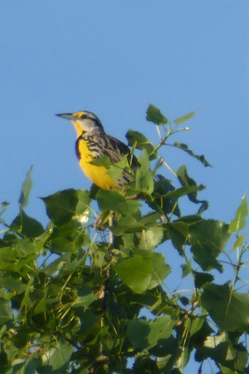 Eastern Meadowlark - K K