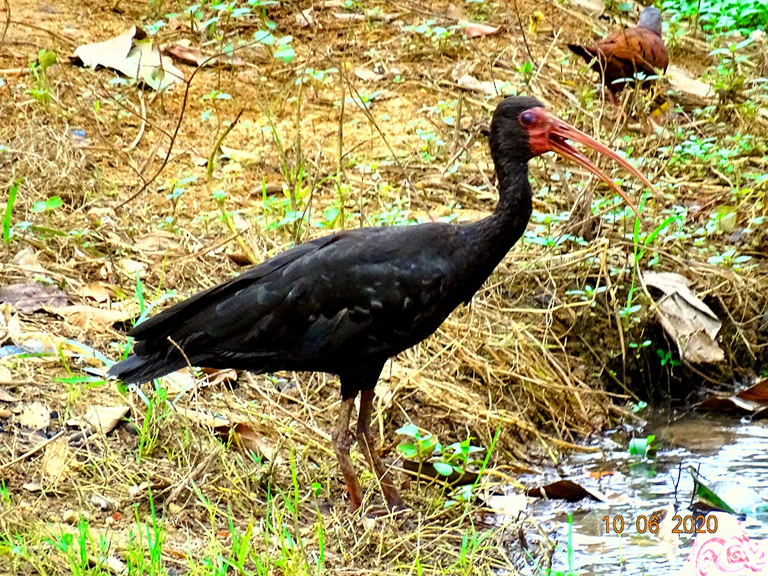 ibis tmavý - ML246016871
