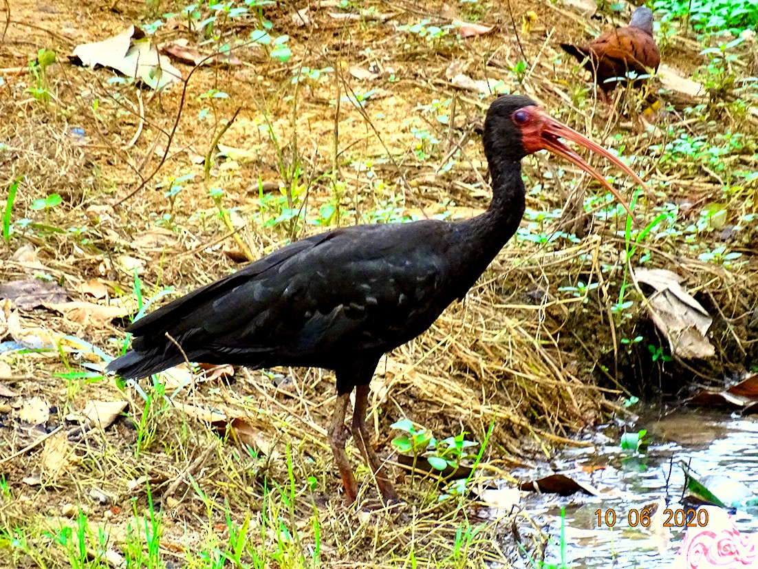 Bare-faced Ibis - ML246016871