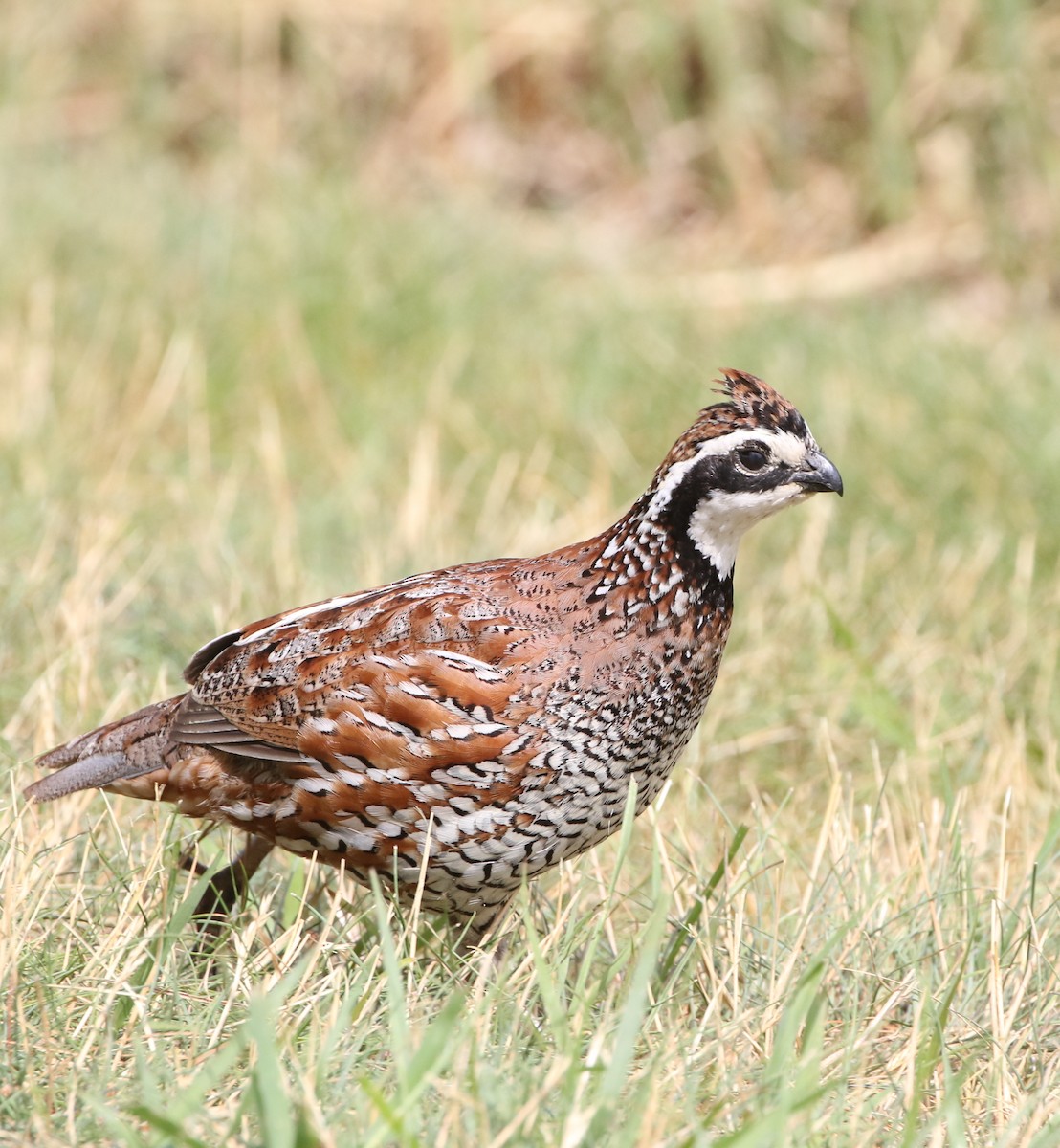 Northern Bobwhite - ML246021111