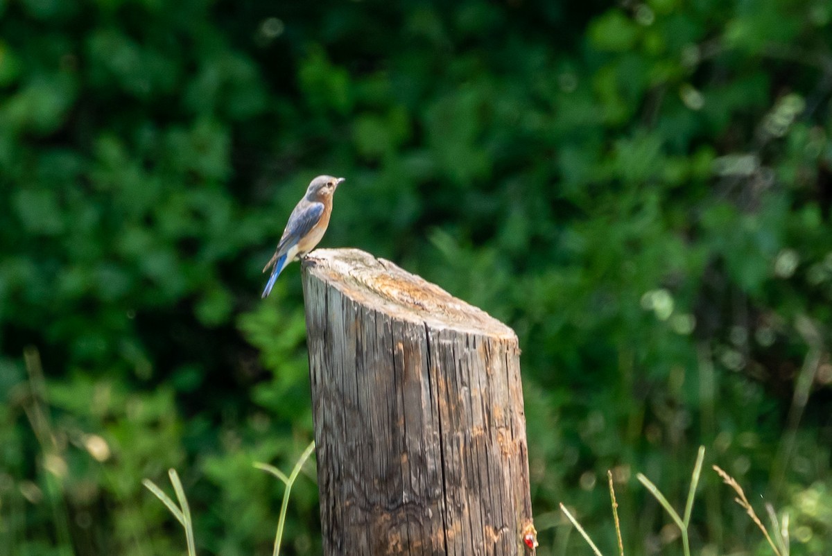 Eastern Bluebird - ML246022971