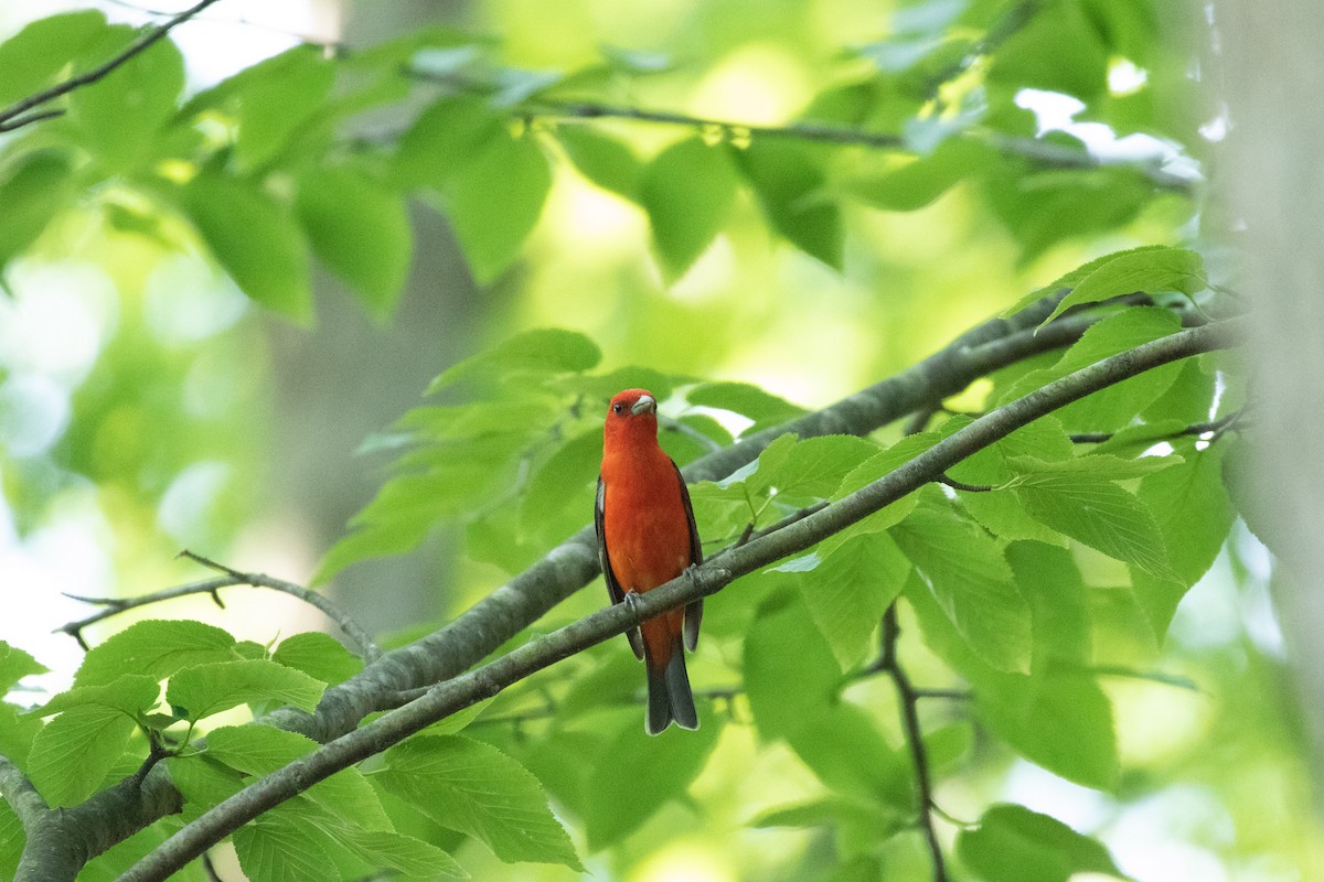 Scarlet Tanager - ML246023031