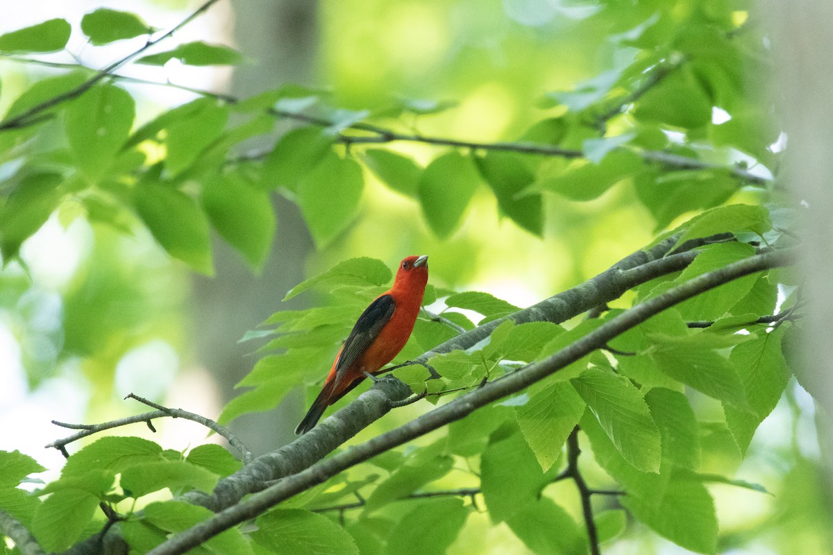 Scarlet Tanager - ML246023051